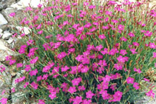 Dianthus deltoides 'rose'